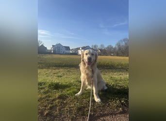 Golden Retriever Deckrüde mit Ahnentafel