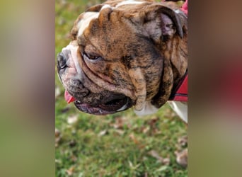 Big Boy Bruno Vom Örmser Bahnhof sucht sein Zuhause