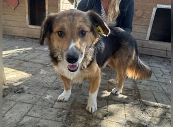 ♥MORITZ♥ wunderschöner kleiner Sonnenschein, der sich unter den großen Hunden behaupten muss 40 cm