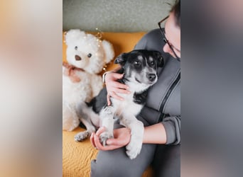 Die kleine Giselle sucht ein Zuhause