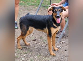 Dixie sucht eine liebe Familie!