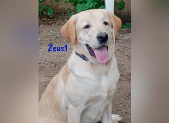 Zeus1 geb. 08/2024 (ESP) - sportlicher und cleverer, junger Labrador!
