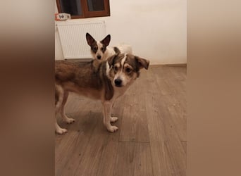 TIMENTES, Hündin, 6 Jahre, 48 cm, Mischling, Tierschutz