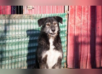 Boomer - freundlicher Schatz