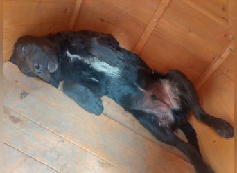 Feri, hat das Zeug für einen tollen Familienhund