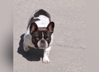 KUDU - SÜßE BULLDOGGE