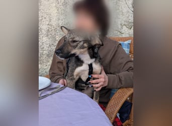 Zarte Tammi sucht dringend Hundekenner mit Herz