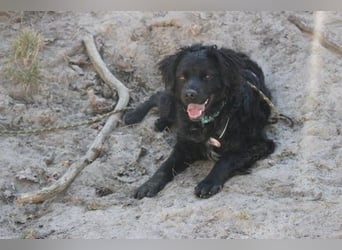 Rufus, Epagneul Breton-Mudi-Mix, geb. 2023, sportlich, sucht ländliches Zuhause