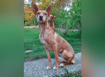 Stella, katzenverträgliche Zwerg Podenca