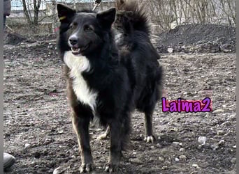 Laima2 01/2021 - sportliche und aufmerksame, wunderschöne Border-Collie-Mix Hündin!