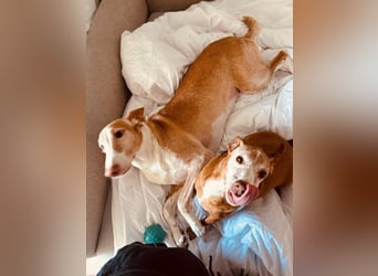 Toby (Spanien) – sanfter Podenco auf der Suche nach einem neuen Anfang