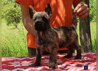 Cairn terrier puppies