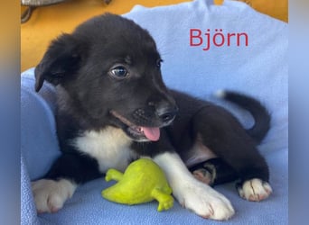 Border Collie Mischlings Welpen