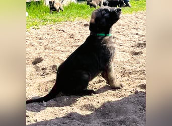 Irische Wolfshunde/ Irish Wolfhound Welpen