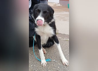 Rihanna mittelgroße Border Collie Mischlingshündin Mischling Junghund Hündin sucht Zuhause oder PS