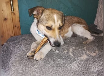 ♥JUPPI♥ auf Pflegestelle in Köln -wunderschöner, aufgeschlossener, unkomplizierter aktiver Rüde 44cm