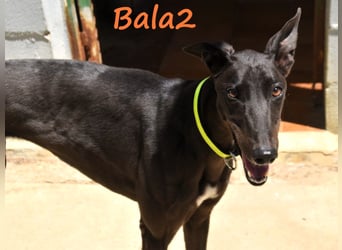 Bala2 10/2023 (ESP) - zärtliche, soziale und vornehme junge Galga!