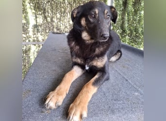 Bobbi - lebhafter, freundlicher, aktiver, verspielter junger Rüde / z.Zt. noch in Rumänien