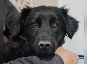 IRMA❤️schüchternes, sanftes Hundemädchen sucht ihr ruhiges Zuhause
