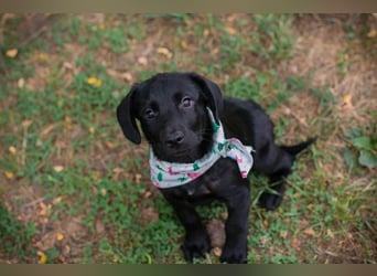 Susi: Hundekind sucht ein Zuhause