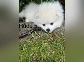 Pomeranian Zwergspitz Welpe