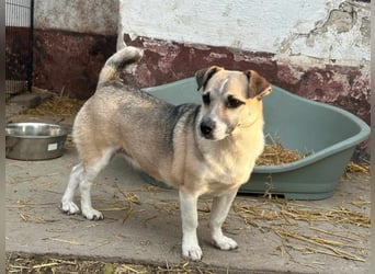 Izisz, geb. 05.01.2023, 42 cm, sucht ihre Familie