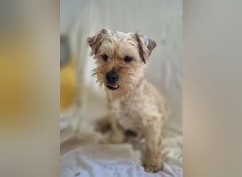 Franz - freundlicher, menschenbezogener Mini Yorkshire Terrier Mix Rüde / z.Zt. noch in Rumänien