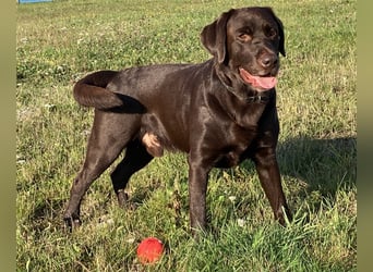 Labrador Deckrüde mit ZZL, decksicher, reinerbig braun chocolate nach FCI Standard, kein Verkauf!