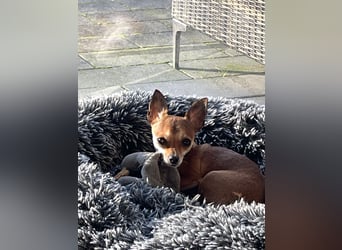 SOPHIE und KAAMI ❤️ 2 Chihuahua Seelen, Pflegefamilie Bochum