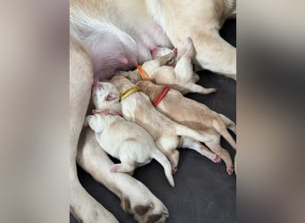 Labrador-Welpen in champagner mit Ahnentafel