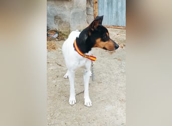 Tigre, sucht seine Familie