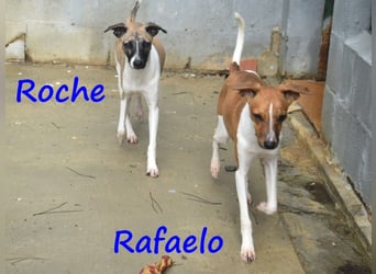 Roche 08/2024 (ESP) - verspielter und menschenbezogener Whippet Welpe!