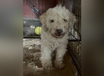 ⭐️MOLLY⭐️, Hündin, 12 Jahre, 27 cm, Mischling, Tierschutz