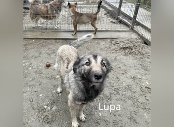 Lupa, geb. 2022, Hütehund-Mix sucht liebevolles Zuhause