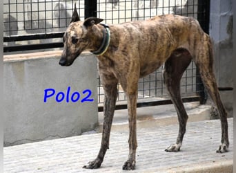 Polo2 geb. 05/2021 (ESP) - sehr lieber, freundlicher und kontaktfreudiger Galgo!
