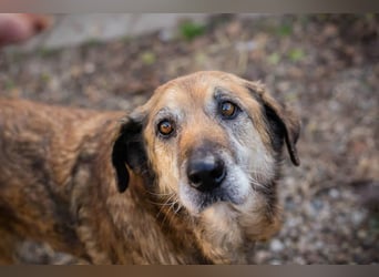 Mick: Sanfter Senior mit Charme