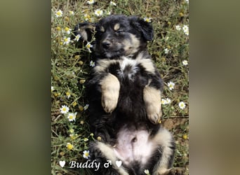 Buddy und Bernie suchen ein Zuhause