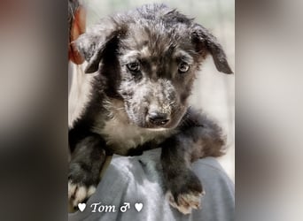 Teddy und seine Geschwister suchen ab September ein Zuhause