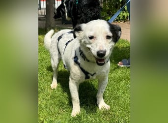 ♥SUNNY♥ auf Pflegestelle bei Leverkusen - zierliche, verschmuste, fröhliche kleine Zuckermaus 34cm