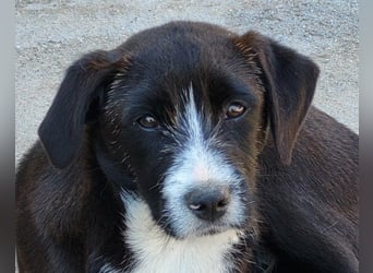 Jungrüde ♥ Xavi ♥ kleiner Herzöffner
