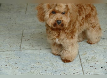 Wunderschöne Havapoo Welpen ähnlich Maltipoo (Toypudel/Zwergpudel + Havaneser)