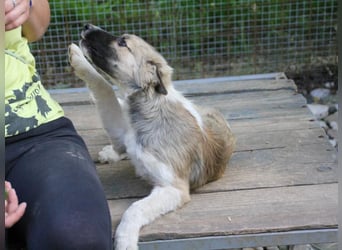 Gut gelaunter FRITZI ist ein charmanter und lustiger Hundebub