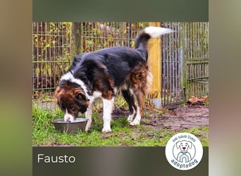 Fausto: sucht ein erfahrenes Zuhause in 29640 Schneverdingen/D