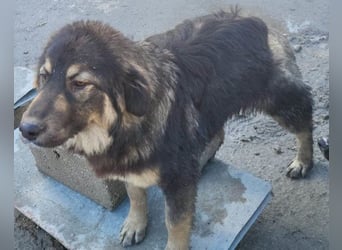 Aramis ❤️ liebevoll aufgeweckter Jungrüde