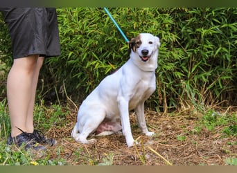 Chico, Mix Labrador / Beagle, lieb und sozial