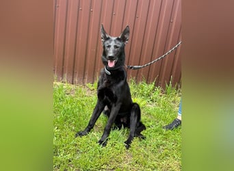 Lupin VI– Ein kluger Herzenshund sucht sein Für-immer-Zuhause