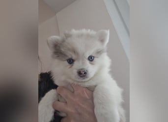 Auszugsbereit F2 Welpen kleinbleibend Zwerghusky Minihusky Zwergspitzhuskys mittelklein