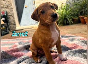 Zorro2 02/2025 (ESP) - cleverer, kleiner Podenco-Bodeguero Mix Welpe!