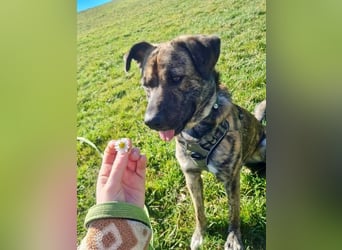 Buddy- der tollste Hund in den richtigen Händen