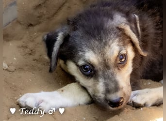 Teddy und seine Geschwister suchen ab September ein Zuhause